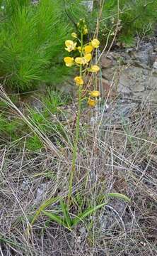 Image de Eulophia speciosa (R. Br.) Bolus