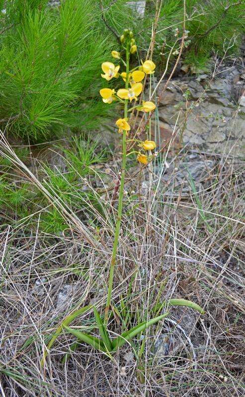 Image de Eulophia speciosa (R. Br.) Bolus