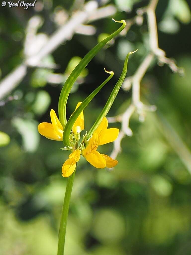 Image of goat pea