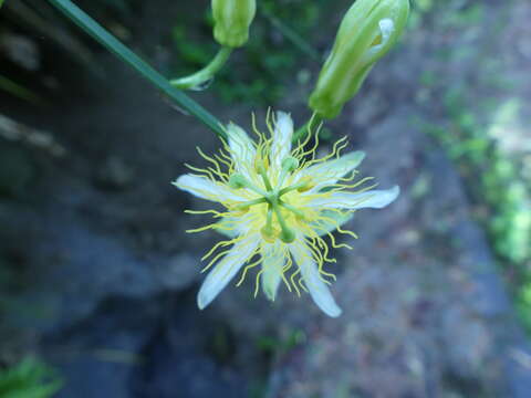 Passiflora leptopoda Harms的圖片