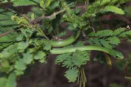 Image of Green Water Snake