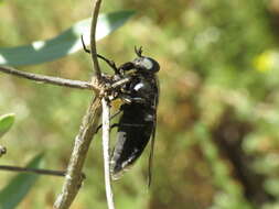 Image of Dasyrhamphis ater (Rossi 1790)