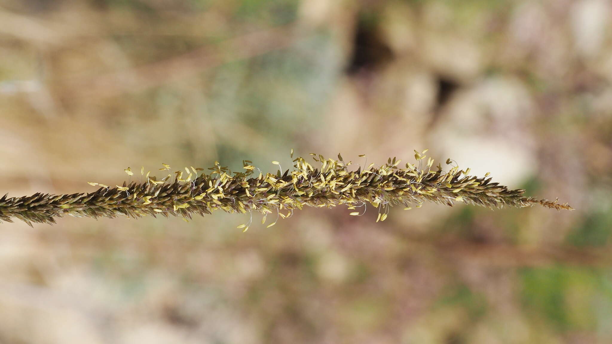 Image of deergrass