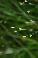 Image of Deschampsia tenella Petrie