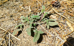 Phacelia mutabilis Greene的圖片