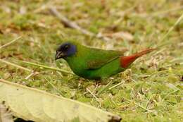 Image of Blue-faced Parrot-Finch