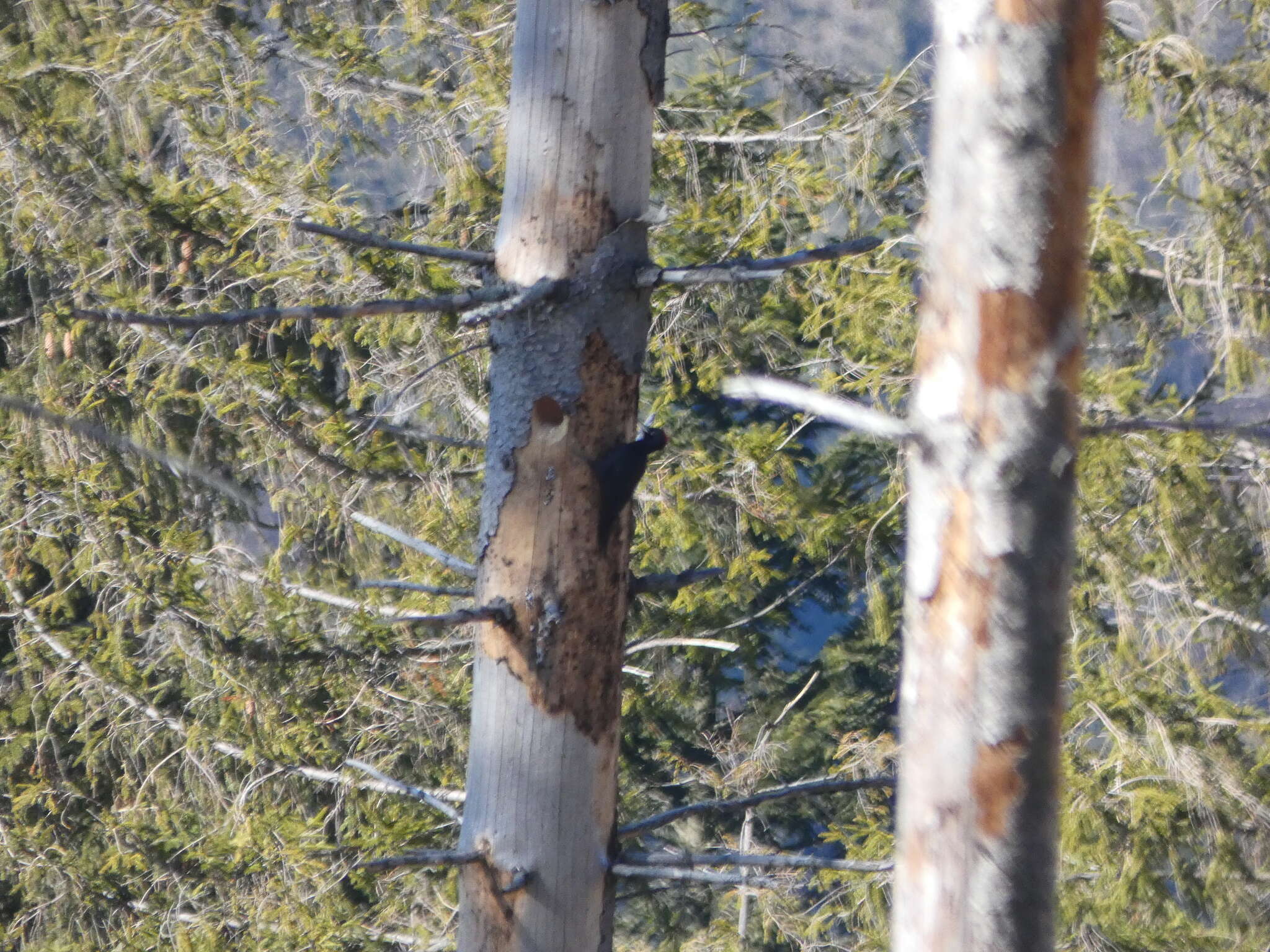 Image of Black Woodpecker