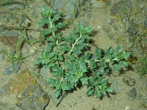 Image of Lagochilus ilicifolius Bunge ex Benth.