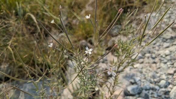 Image de Epilobium leptophyllum Rafin.