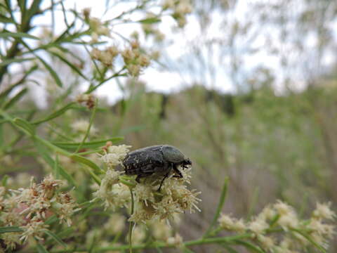 Image of Dark Flower Scarab