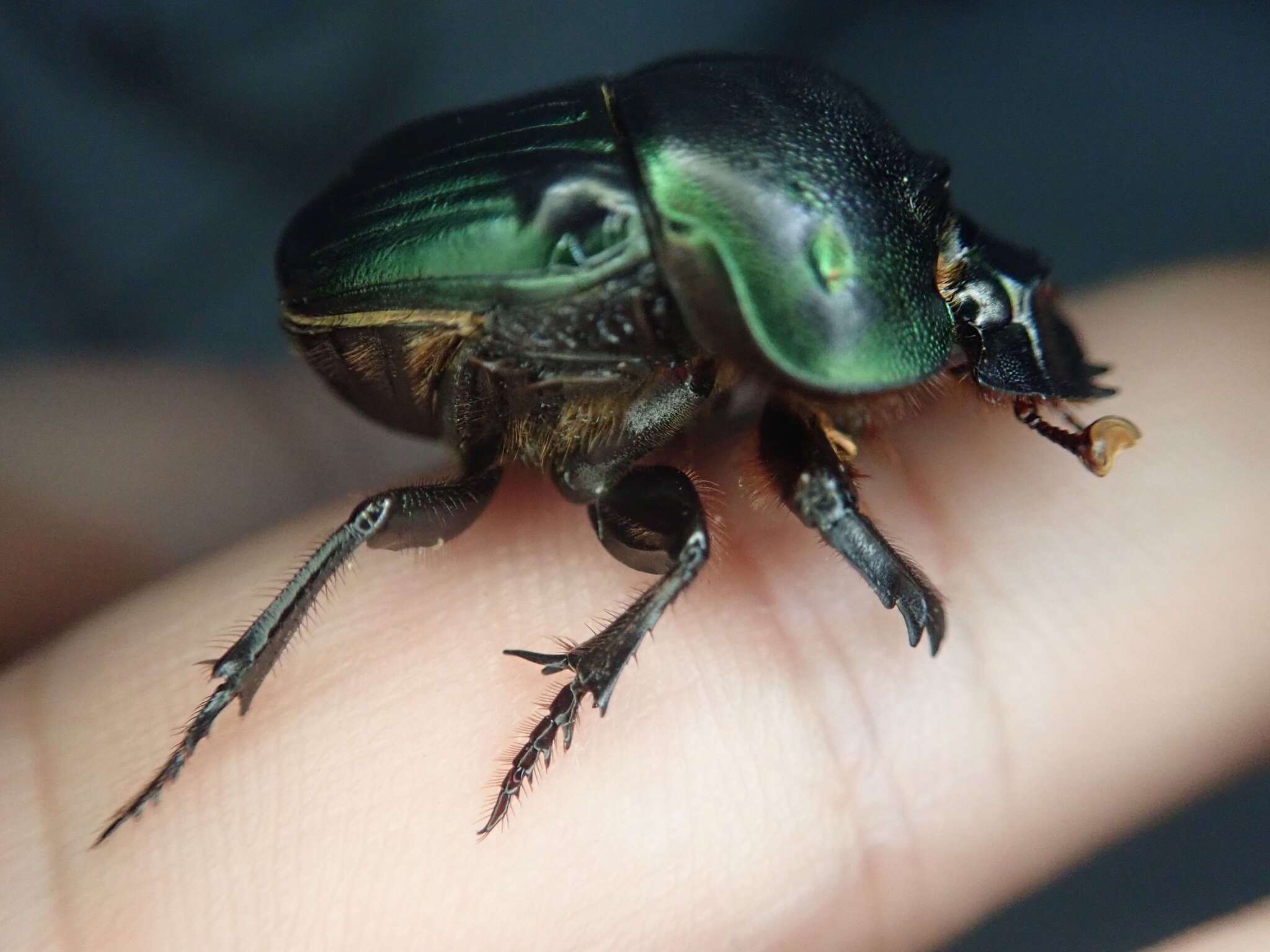 Image of Coprophanaeus spitzi (Pessoa 1934)