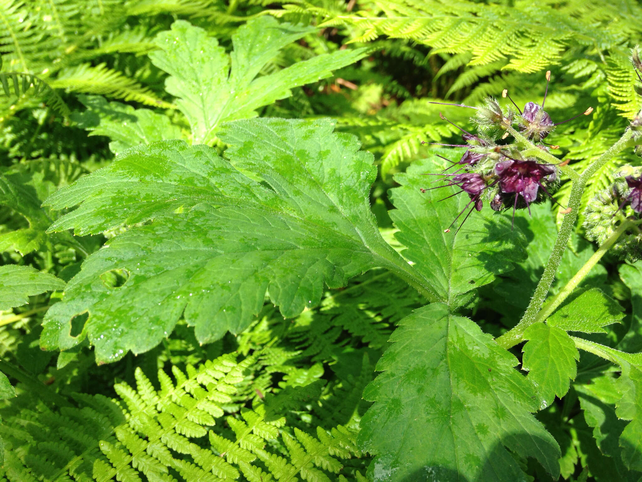 Image of Pacific waterleaf