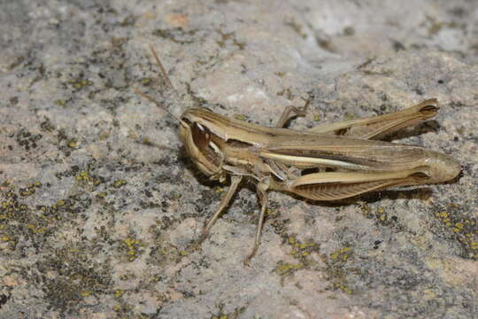 Image of Euchorthippus elegantulus Zeuner 1940