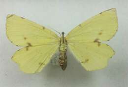 Image of Crocus Geometer Moth