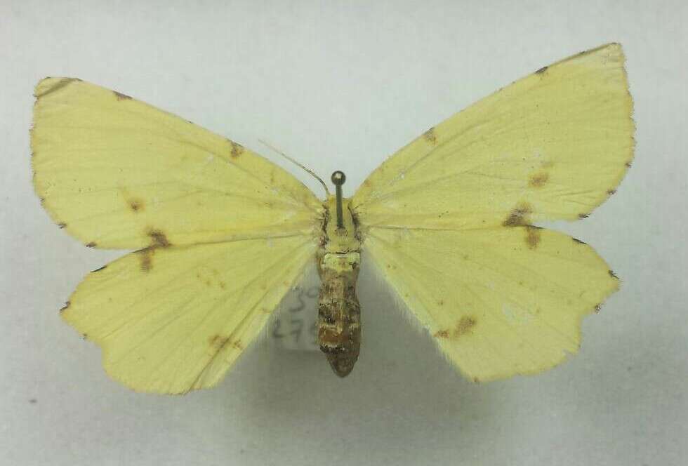 Image of Crocus Geometer Moth