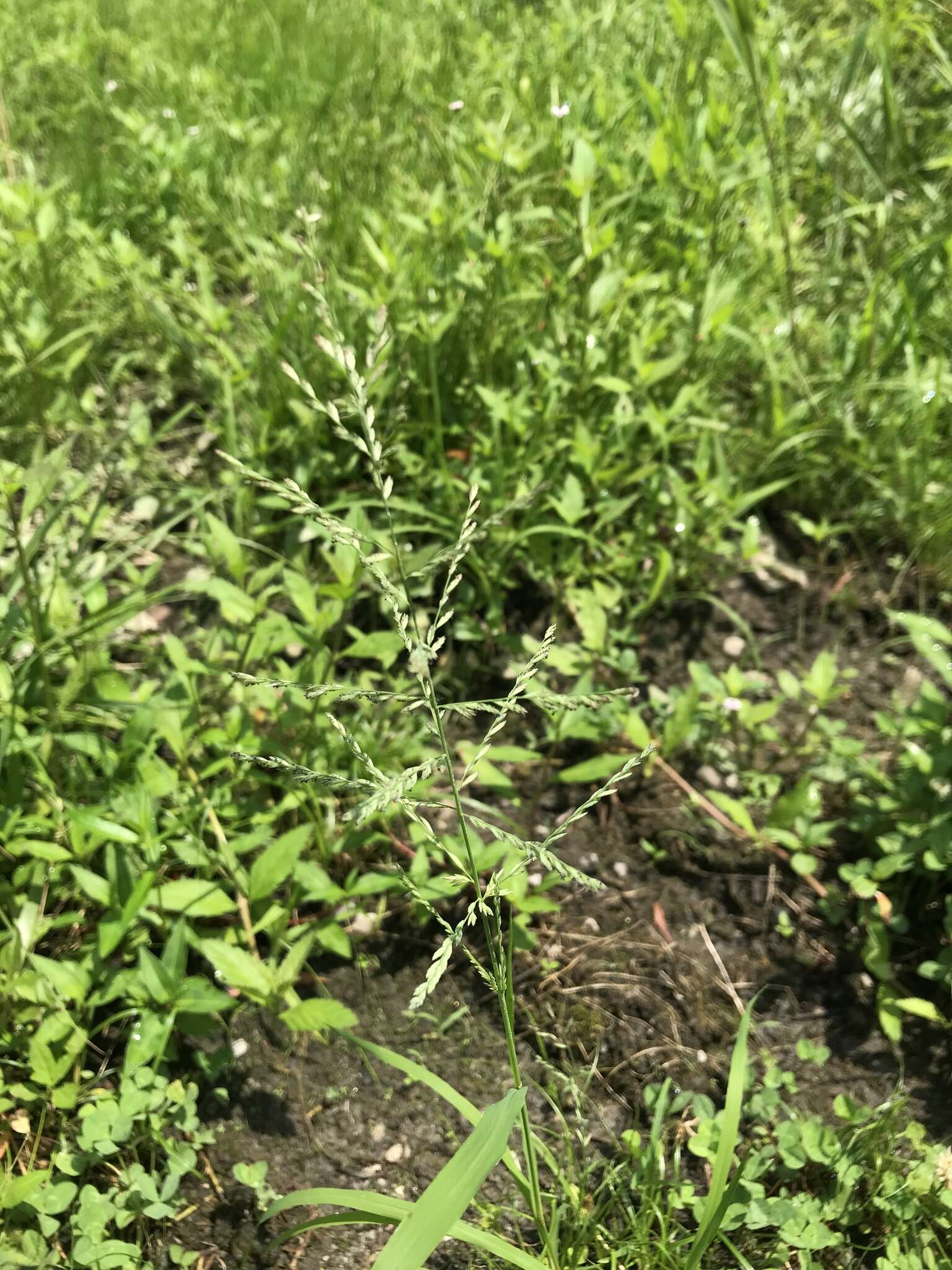 Image of Amazon Viper Grass