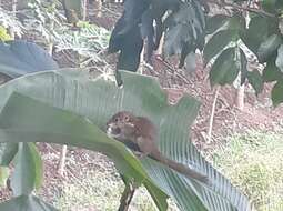 Image of Horsfield's Treeshrew