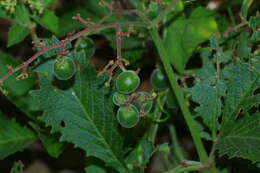 Plancia ëd Cyphostemma lanigerum (Harv.) Descoings ex Wild & R. B. Drumm.