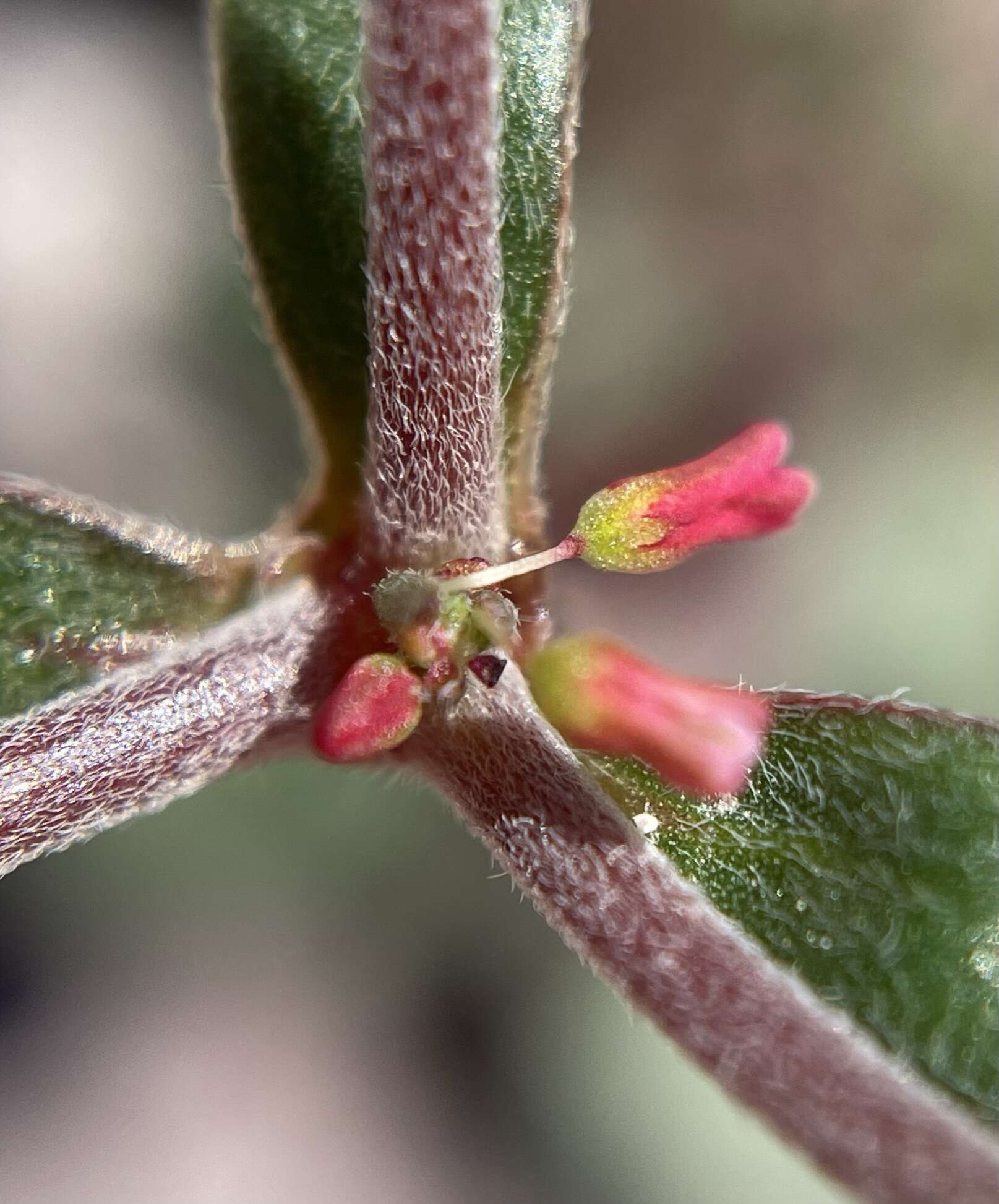 Image of Howell's buckwheat