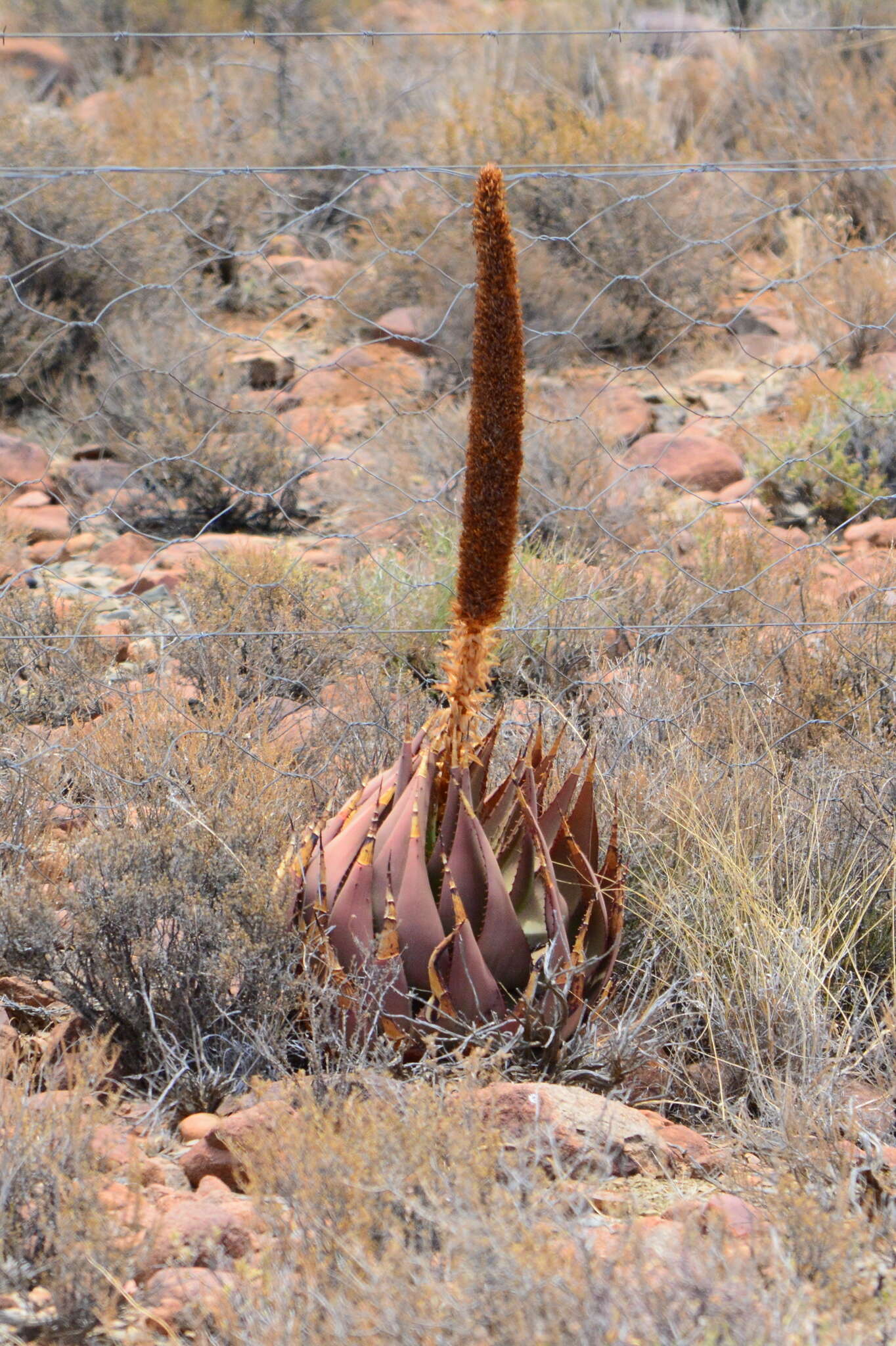 Image of Aloe broomii var. broomii