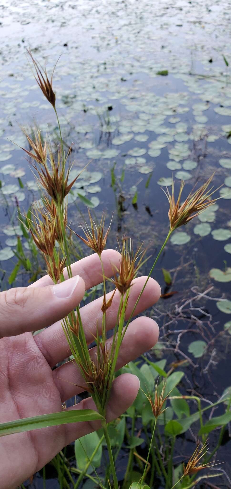 Plancia ëd Rhynchospora macrostachya Torr. ex A. Gray