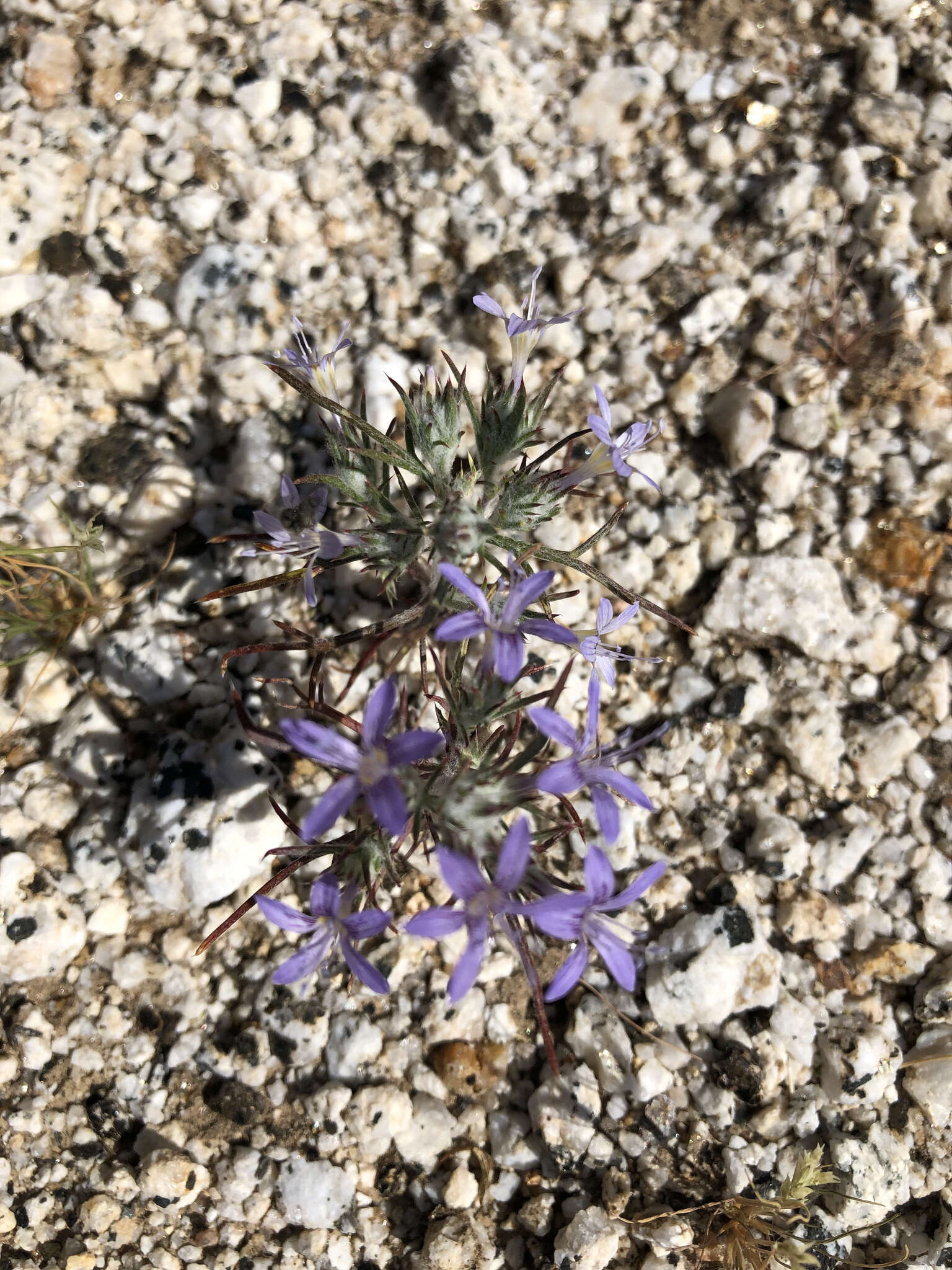 Image of desert woollystar