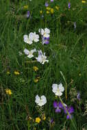 Image of Viola culminis F. Fen. & Moraldo