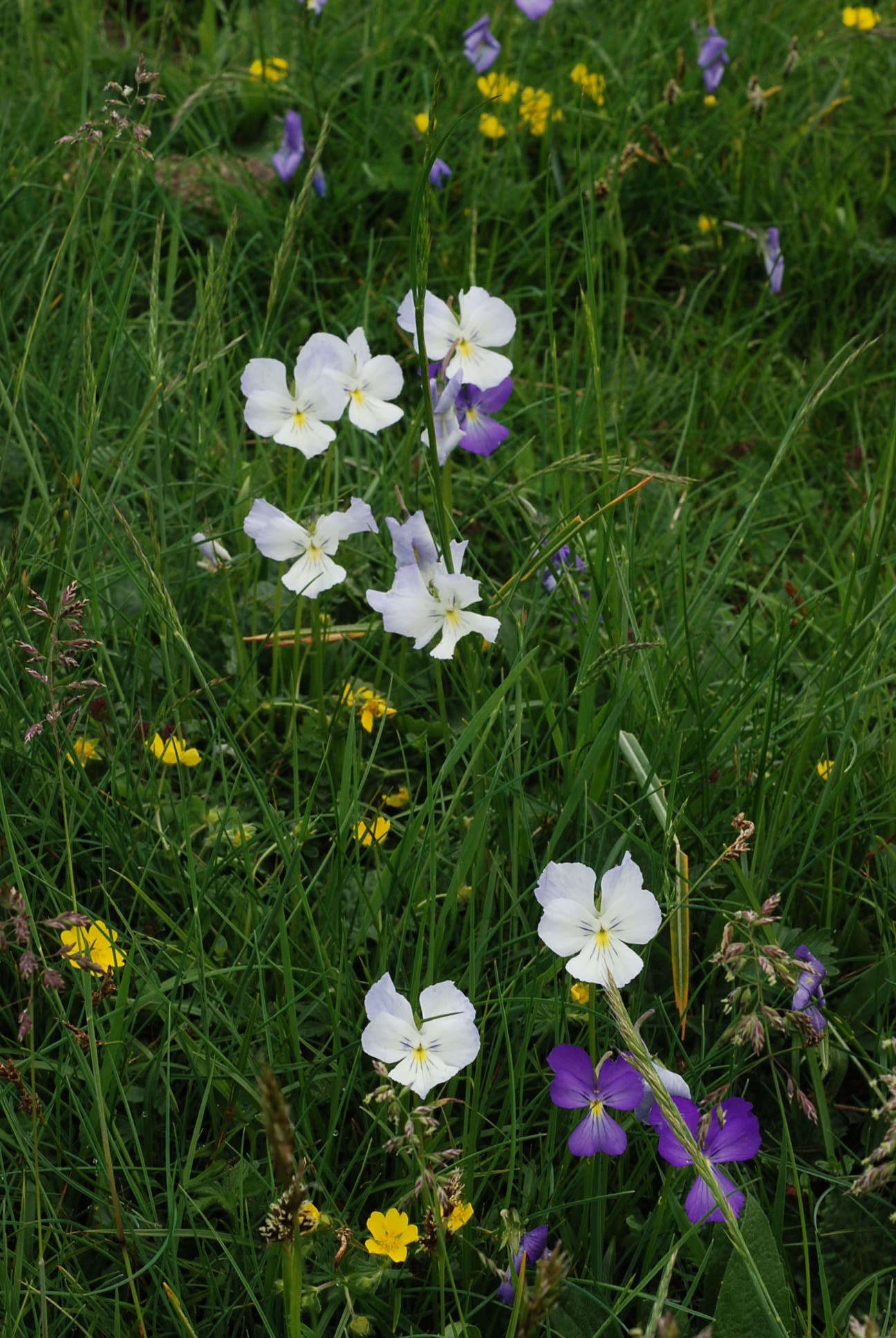 Image of Viola culminis F. Fen. & Moraldo