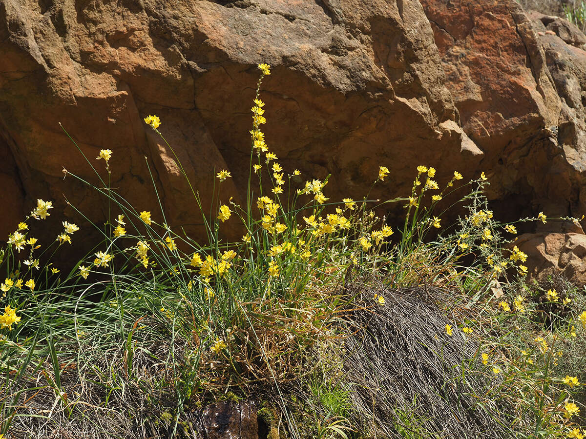 Image of Ixia angelae Goldblatt & J. C. Manning