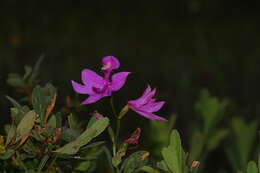 Imagem de Calopogon tuberosus (L.) Britton, Sterns & Poggenb.