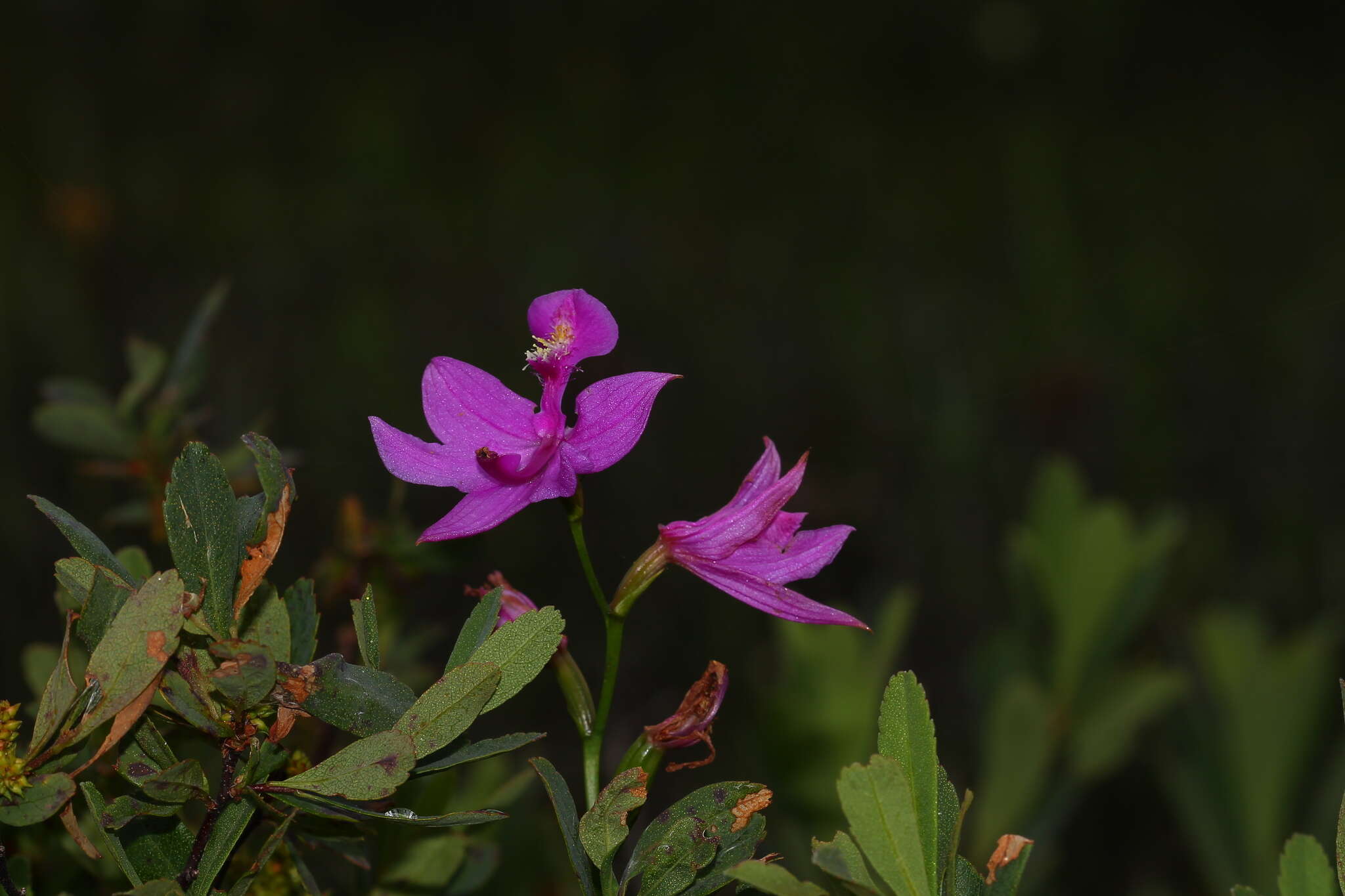 Calopogon tuberosus (L.) Britton, Sterns & Poggenb.的圖片