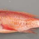 Image of Bigeye Bass