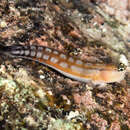 Image of Comical coralblenny