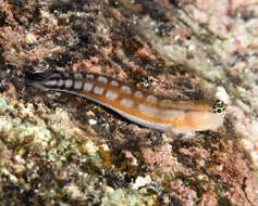 Image of Comical coralblenny