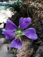 Image of Robinsonella cordata Rose & E. G. Baker