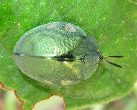 Plancia ëd Stolas discoides (Linnaeus 1758)