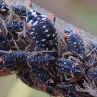 Слика од Pterocomma salicis (Linnaeus 1758)