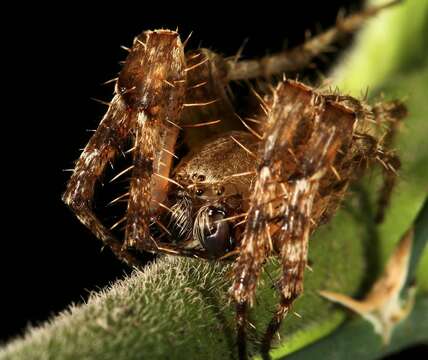 Imagem de Pararaneus perforatus (Thorell 1899)