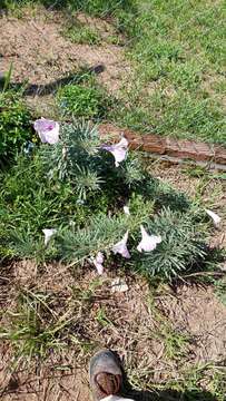 Image of Ipomoea malvaeoides Meisn.