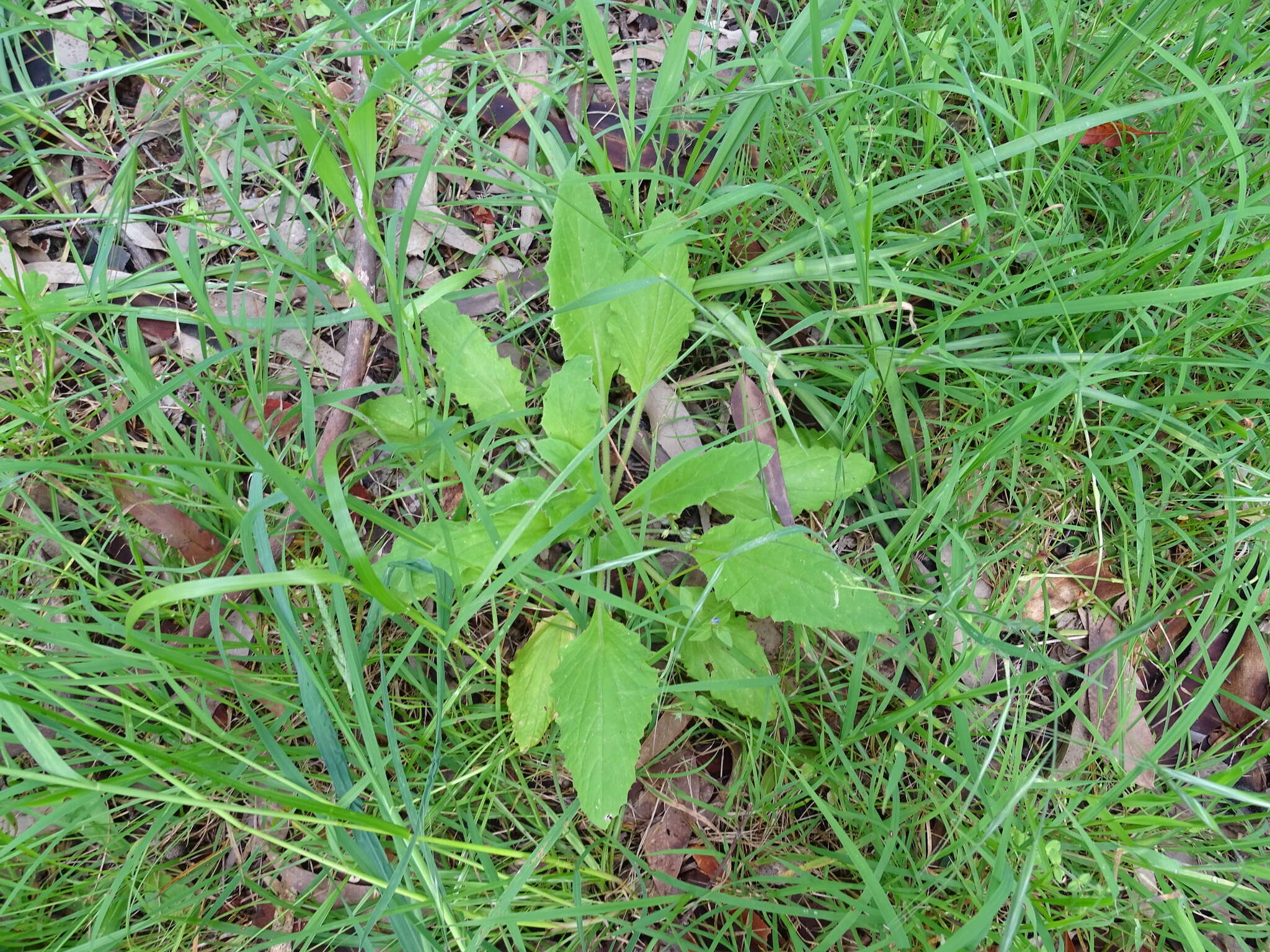 Plancia ëd Cymbonotus preissianus Steetz