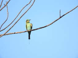 Image of Rainbow Bee-eater