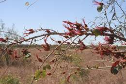 Image of Lysiphyllum cunninghamii (Benth.) de Wit