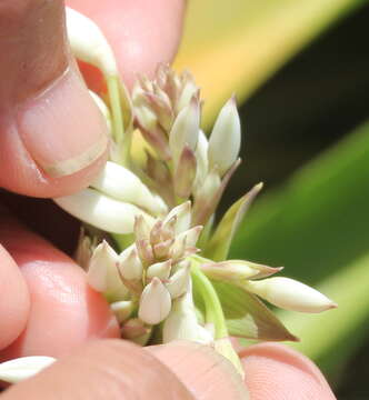 Image of Arthropodium bifurcatum Heenan, A. D. Mitch. & de Lange