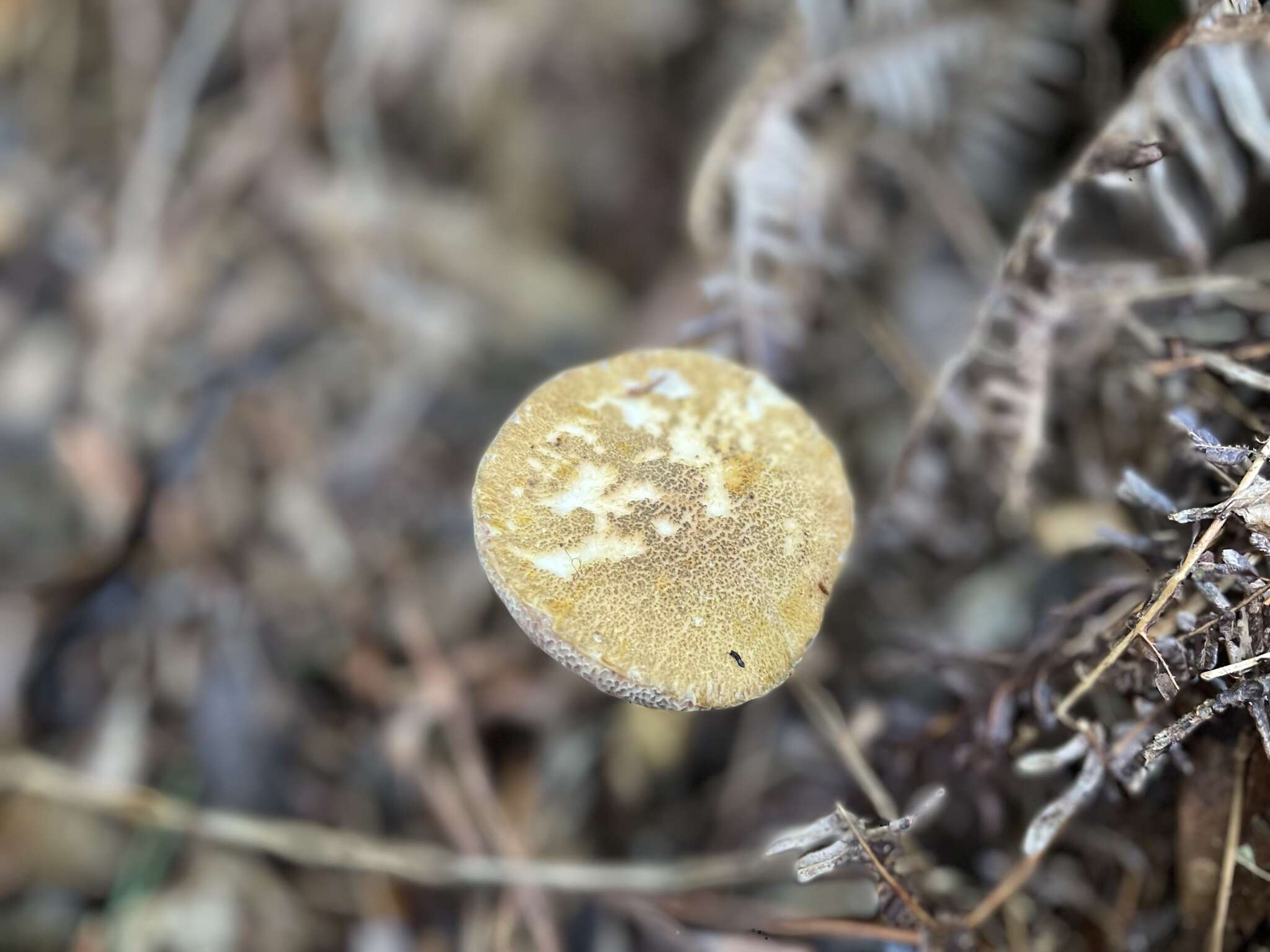 Image of Austroboletus subvirens (Hongo) Wolfe 1980