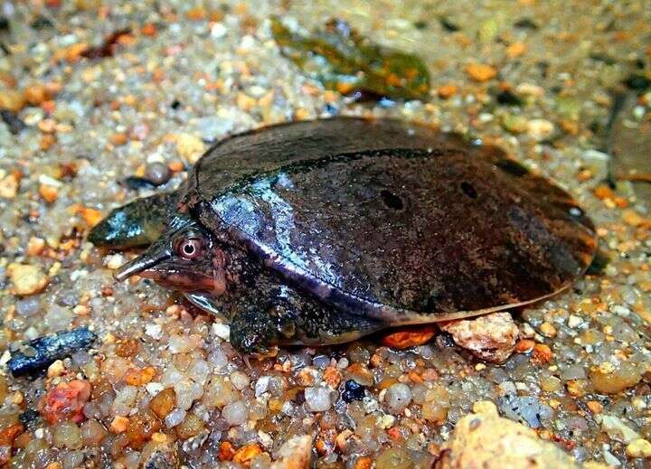 Image of Malayan Soft-shelled Turtle