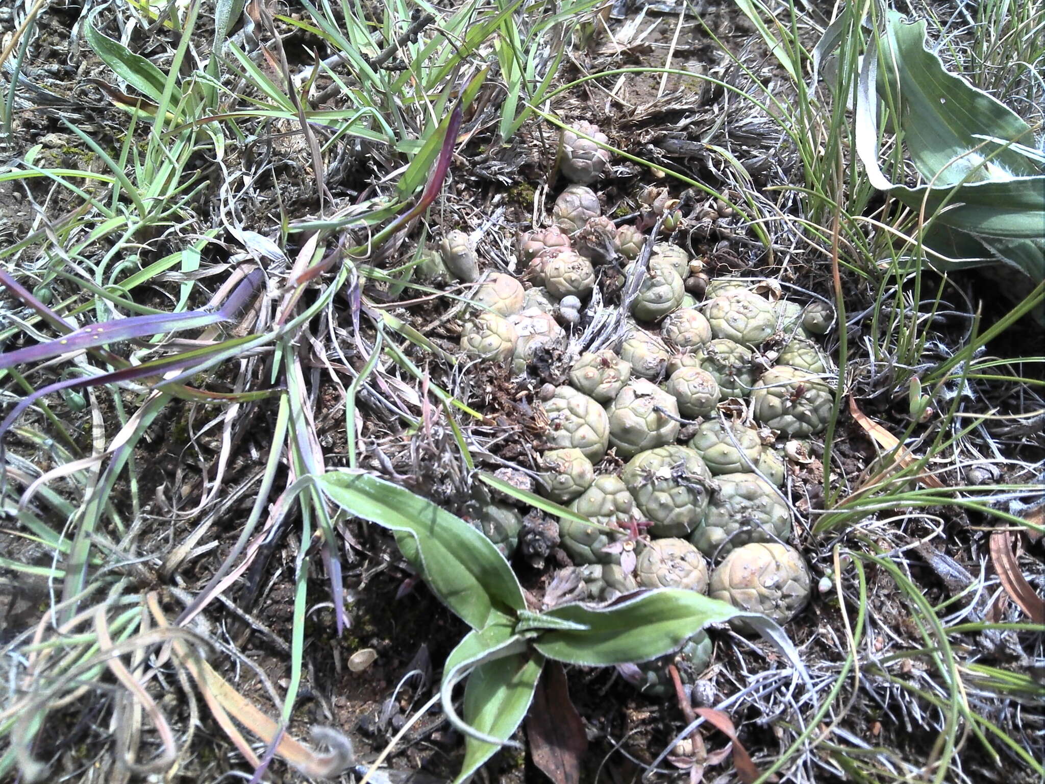 Image of Globose Euphorbia