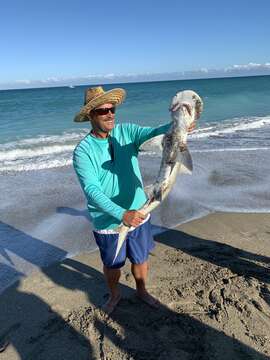 Image of Bonnethead Shark