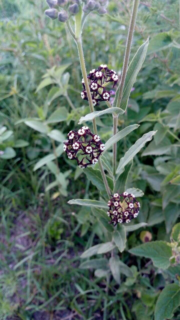 Image of Oxypetalum arnottianum Buek ex Fourn.