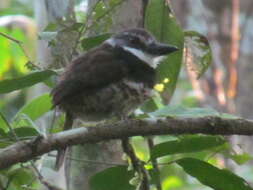 Image of Sooty-capped Puffbird