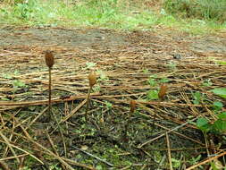 Image of Galeropsis polytrichoides (Zeller) Zeller 1943